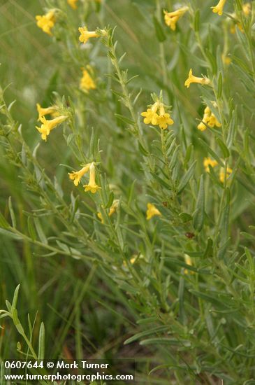 Lithospermum multiflorum