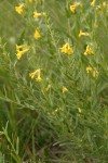 Wayside Gromwell (Manyflowered Stoneseed)