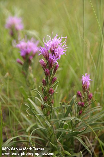 Liatris punctata