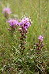 Dotted Blazing Star (Dotted Gayfeather)