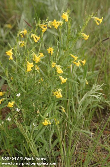 Lithospermum multiflorum