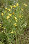 Wayside Gromwell (Manyflowered Stoneseed)