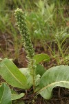 White River coraldrops (Kittentails) in fruit