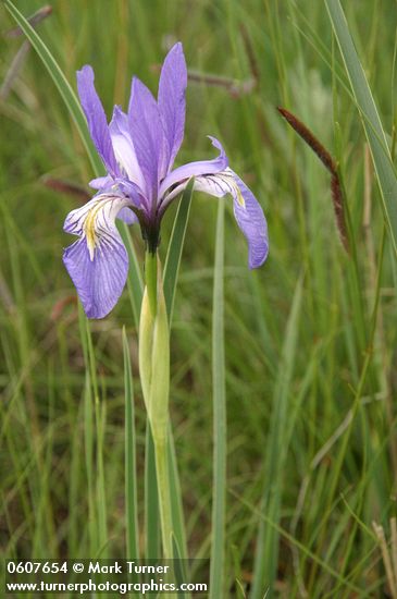 Iris missouriensis