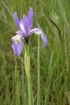 Missouri Iris