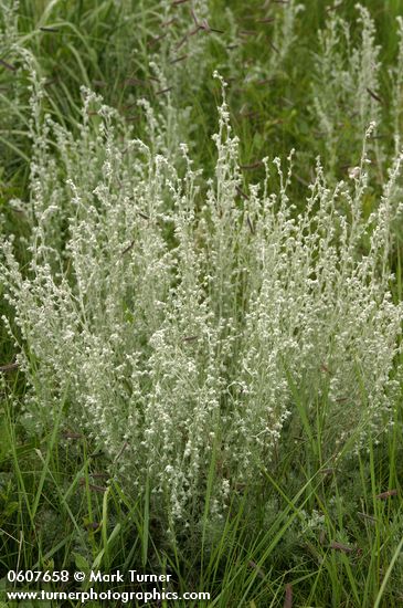 Artemisia frigida