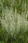 Fringed Sage (Estafiata, Prairie Sagewort)