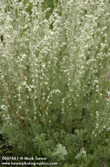 Artemisia frigida