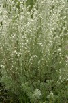 Fringed Sage (Estafiata, Prairie Sagewort)