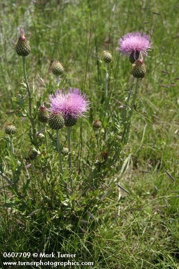 Cirsium undulatum