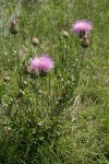 Wavyleaf Thistle