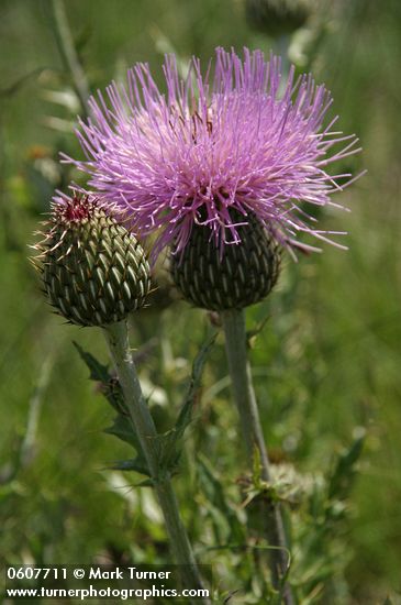 Cirsium undulatum