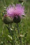 Wavyleaf Thistle blossom