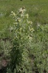 Yellowspine Thistle