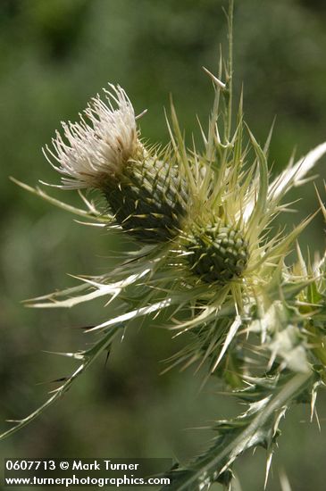 Cirsium ochrocentrum