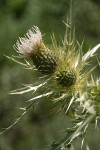 Yellowspine Thistle blossom