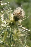 Yellowspine Thistle blossom