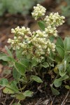 Antelope Sage (James' Buckwheat)