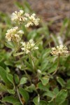 Antelope Sage (James' Buckwheat)