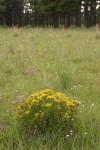 Broom Snakeweed in meadow