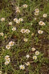 Trailing Fleabane