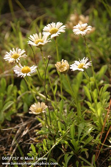 Erigeron flagellaris