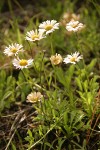 Trailing Fleabane