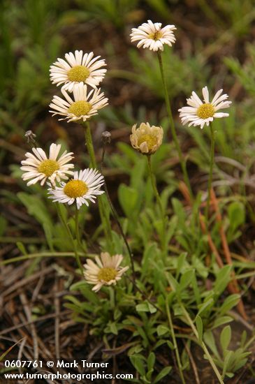 Erigeron flagellaris