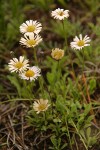 Trailing Fleabane