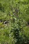 New Mexico Vervain (Spike Verbena, MacDougal Verbena)