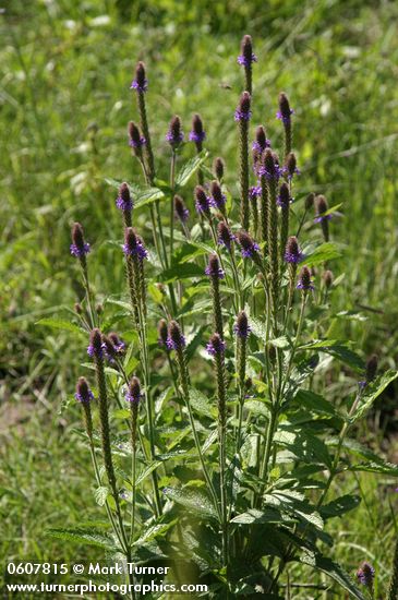 Verbena macdougalii