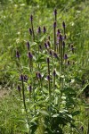 New Mexico Vervain (Spike Verbena, MacDougal Verbena)