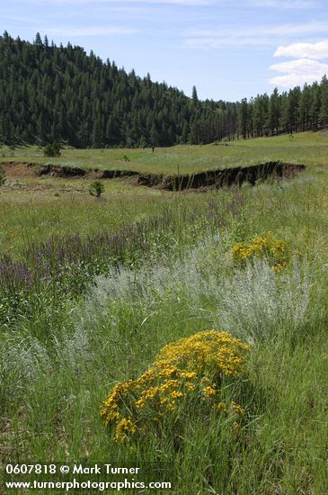 Chrysothamnus depressus; Verbena macdougalii; Artemisia frigida