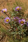 Tall Townsend Daisy (Tall Easterdaisy)