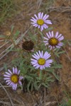 Tall Townsend Daisy (Tall Easterdaisy)