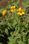 Cowpen Daisy (Golden Crownbeard)