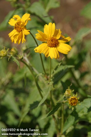 Verbesina encelioides
