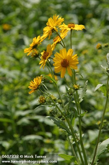 Verbesina encelioides