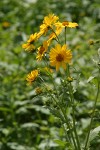 Cowpen Daisy (Golden Crownbeard)