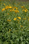 Cowpen Daisy (Golden Crownbeard)