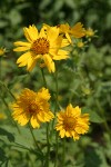 Cowpen Daisy (Golden Crownbeard) blossoms detail