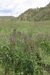 New Mexico Vervain (Spike Verbena, MacDougal Verbena)