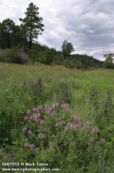 Cleome serrulata; Verbena macdougalii