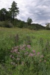 Rocky Mountain Bee Plant, New Mexico Vervain (Spike Verbena, MacDougal Verbena) in meadow