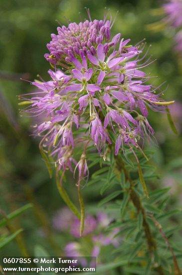 Cleome serrulata