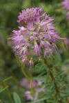 Rocky Mountain Bee Plant blossoms detail