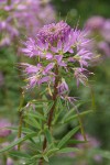 Rocky Mountain Bee Plant blossoms detail