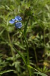 Birdbill Dayflower