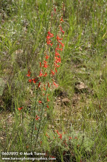 Ipomopsis aggregata
