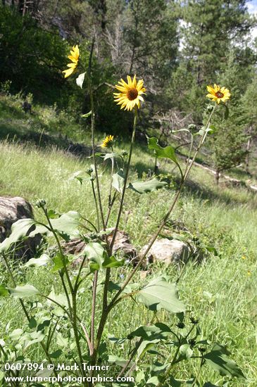 Helianthus annuus